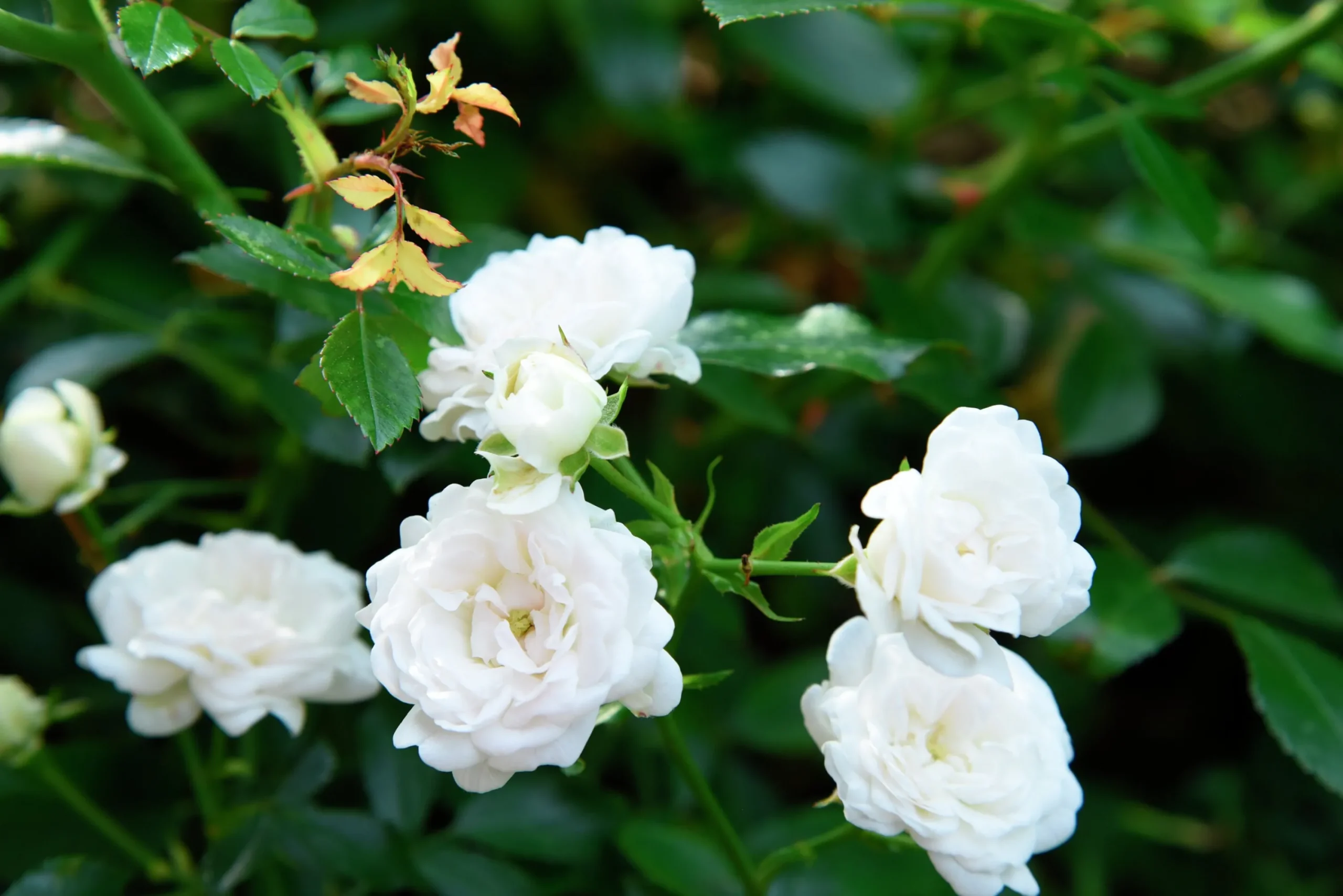 Miniatyrros 'White Fairy' Barrotad>Omnia garden Outlet