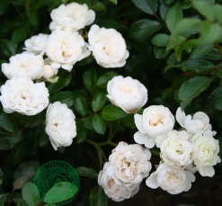 Miniatyrros 'White Fairy' Barrotad><noscript><img width=