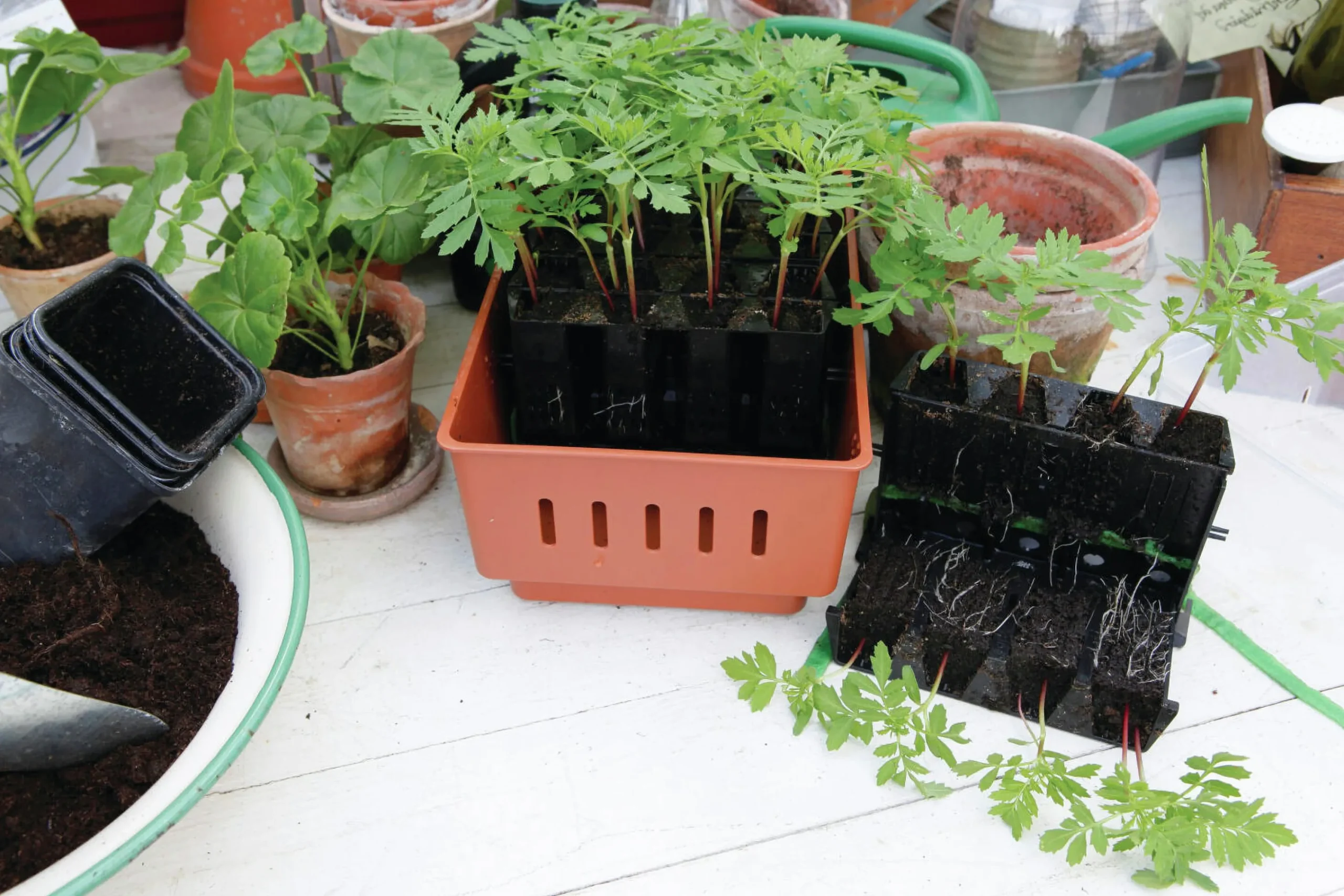 Minidrivhus Rootmaster Brun 19,5x29x21cm>Nelson Garden Outlet