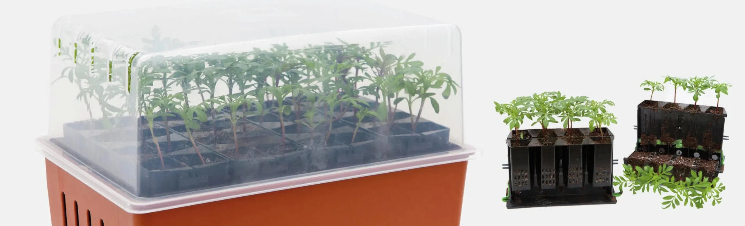 Minidrivhus Rootmaster Brun 19,5x29x21cm>Nelson Garden Outlet