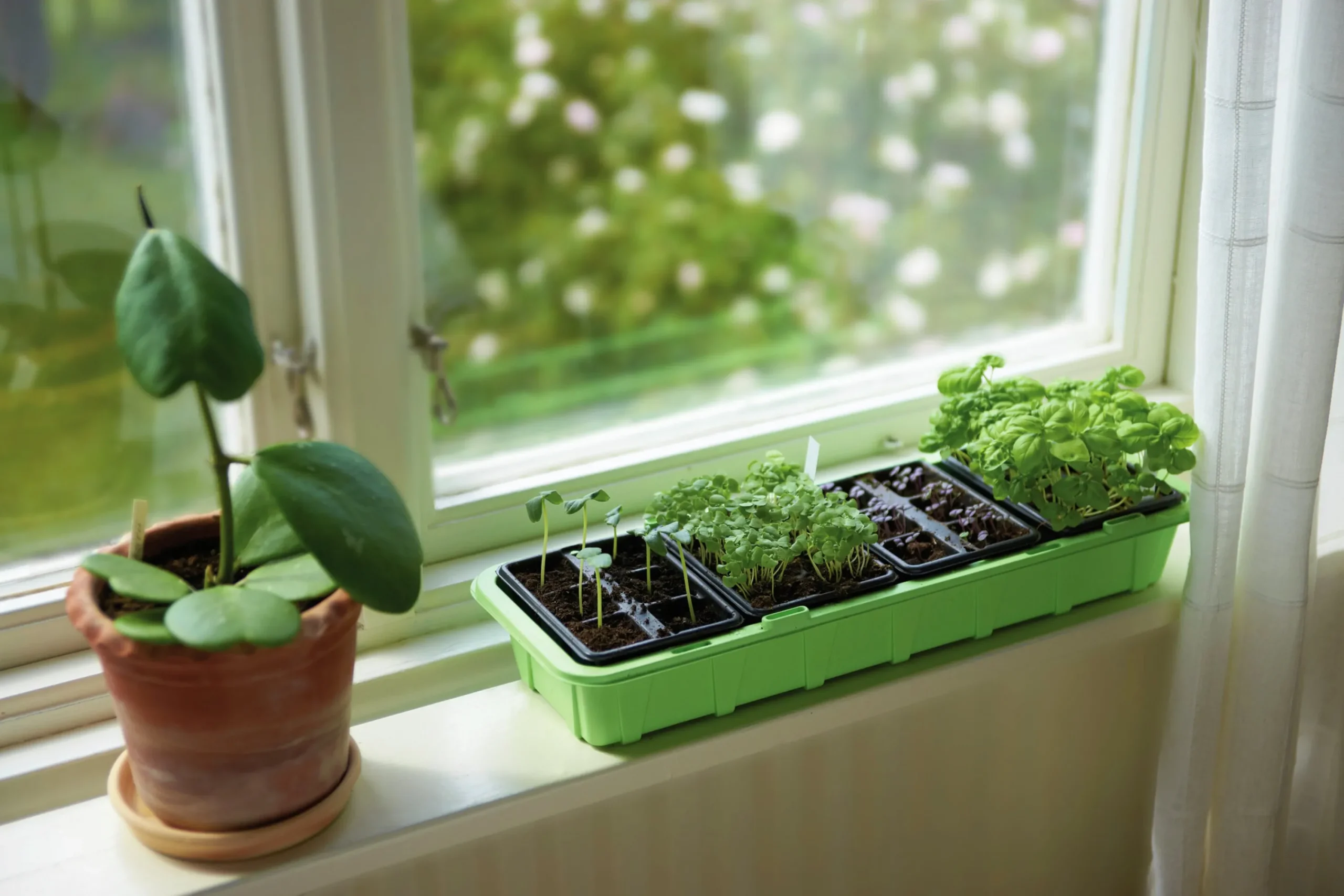 Minidrivhus Window m 4x6st krukceller 47x16cm>Nelson Garden Hot