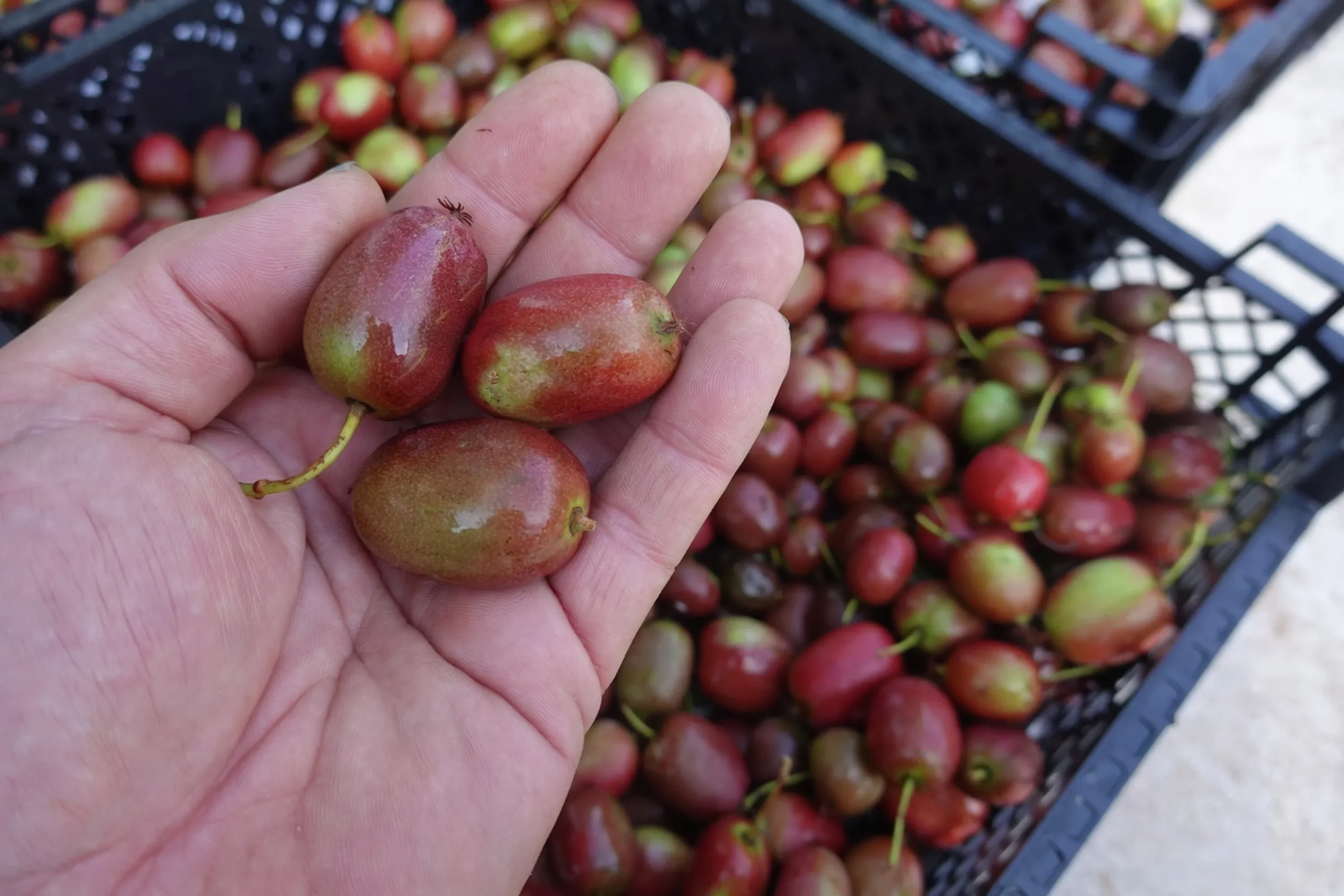 Minikiwi 'Ken's Red'>Omnia garden Outlet