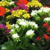 Miniväxter Blommande 6cm kruka>Mäster Grön Discount