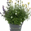 Mixkruka SunPoly 19cm>Danblumen Outlet
