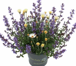 Mixkruka SunPoly 19cm>Danblumen Outlet