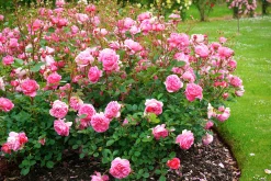 Modern buskros 'Boscobel' 'Auscousin' Barrotad>Omnia garden New