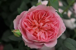 Modern buskros 'Boscobel' 'Auscousin' Barrotad><noscript><img width=