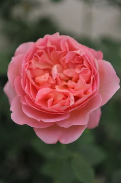 Modern buskros 'Boscobel' 'Auscousin' Barrotad><noscript><img width=