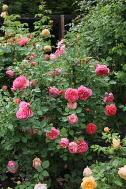 Modern buskros 'Boscobel' 'Auscousin' Barrotad><noscript><img width=