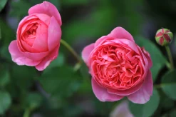 Modern buskros 'Boscobel' 'Auscousin' Barrotad><noscript><img width=