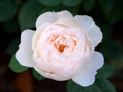 Modern buskros 'Desdemona' 'Auskindling' Barrotad>Omnia garden New