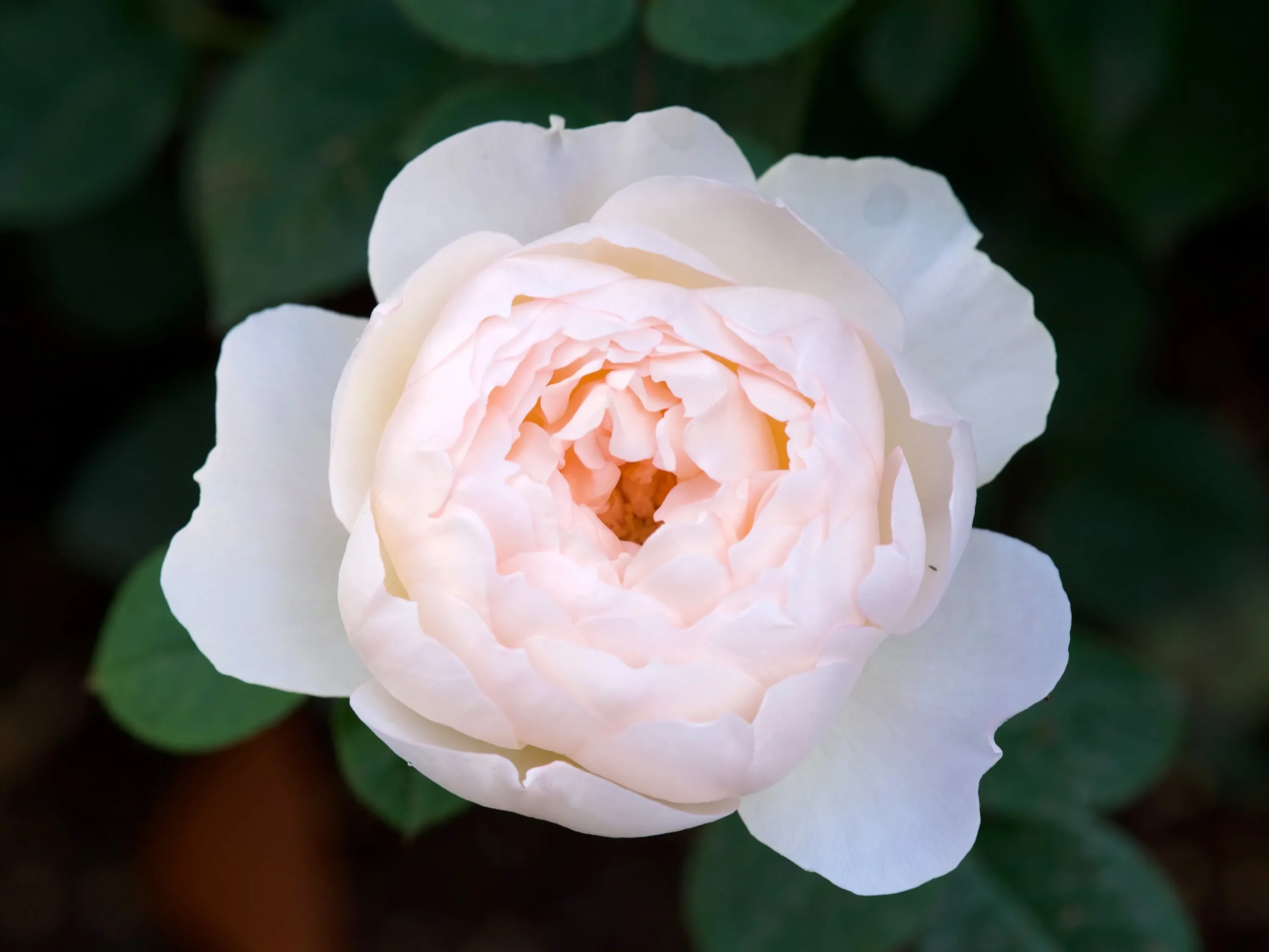 Modern buskros 'Desdemona' 'Auskindling' Barrotad>Omnia garden New