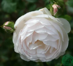 Modern buskros 'Desdemona' 'Auskindling' Barrotad>Omnia garden New
