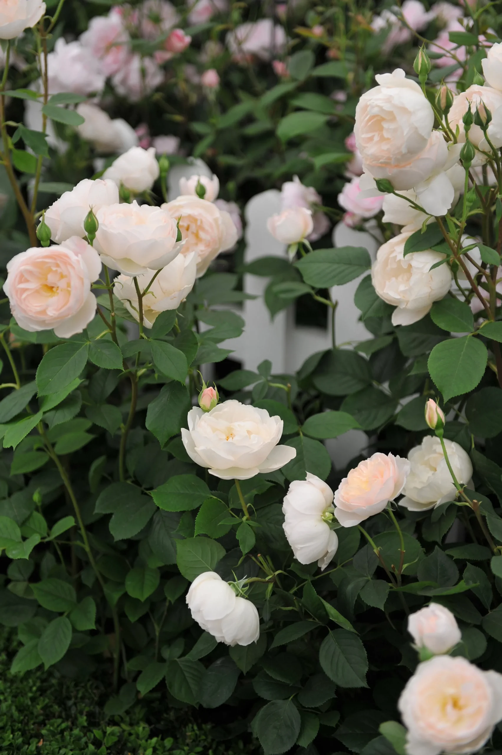 Modern buskros 'Desdemona' 'Auskindling' Barrotad>Omnia garden New