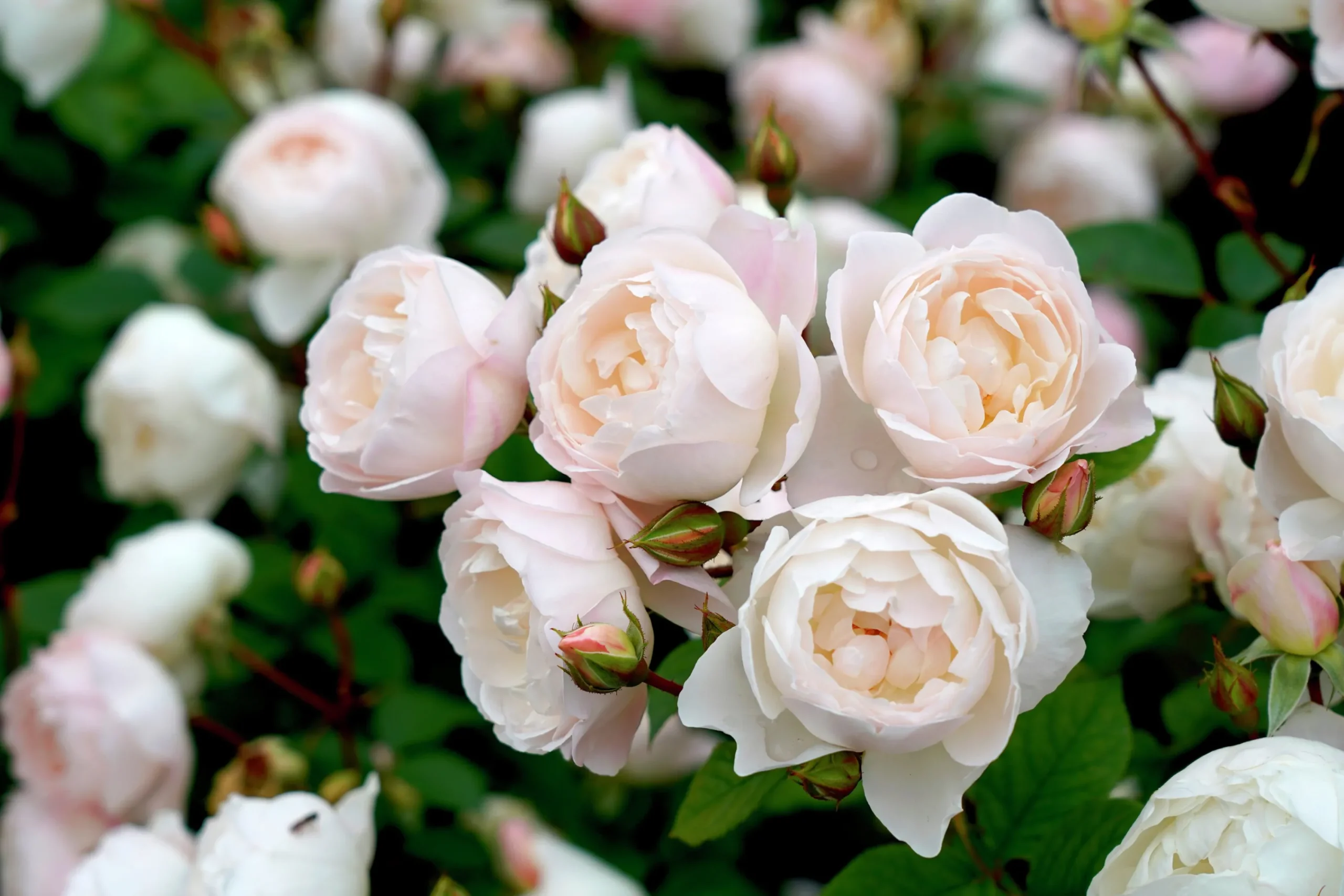 Modern buskros 'Desdemona' 'Auskindling' Barrotad>Omnia garden New