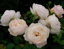Modern buskros 'Desdemona' 'Auskindling' Barrotad><noscript><img width=