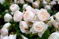Modern buskros 'Desdemona' 'Auskindling' Barrotad><noscript><img width=