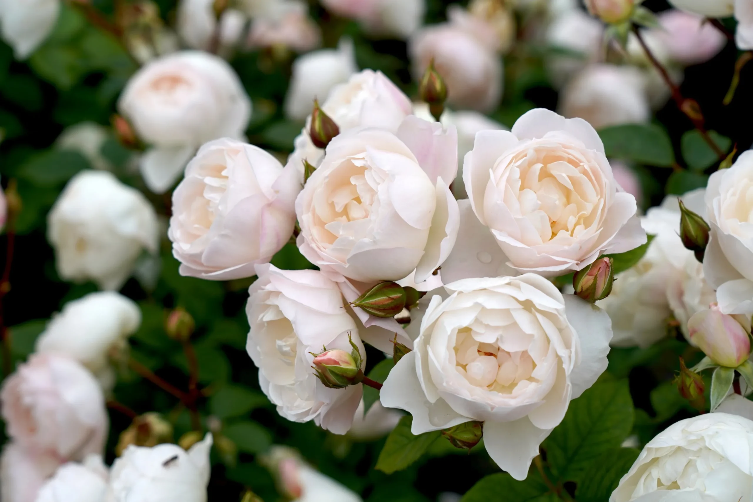 Modern buskros 'Desdemona' 'Auskindling' Barrotad>Omnia garden New