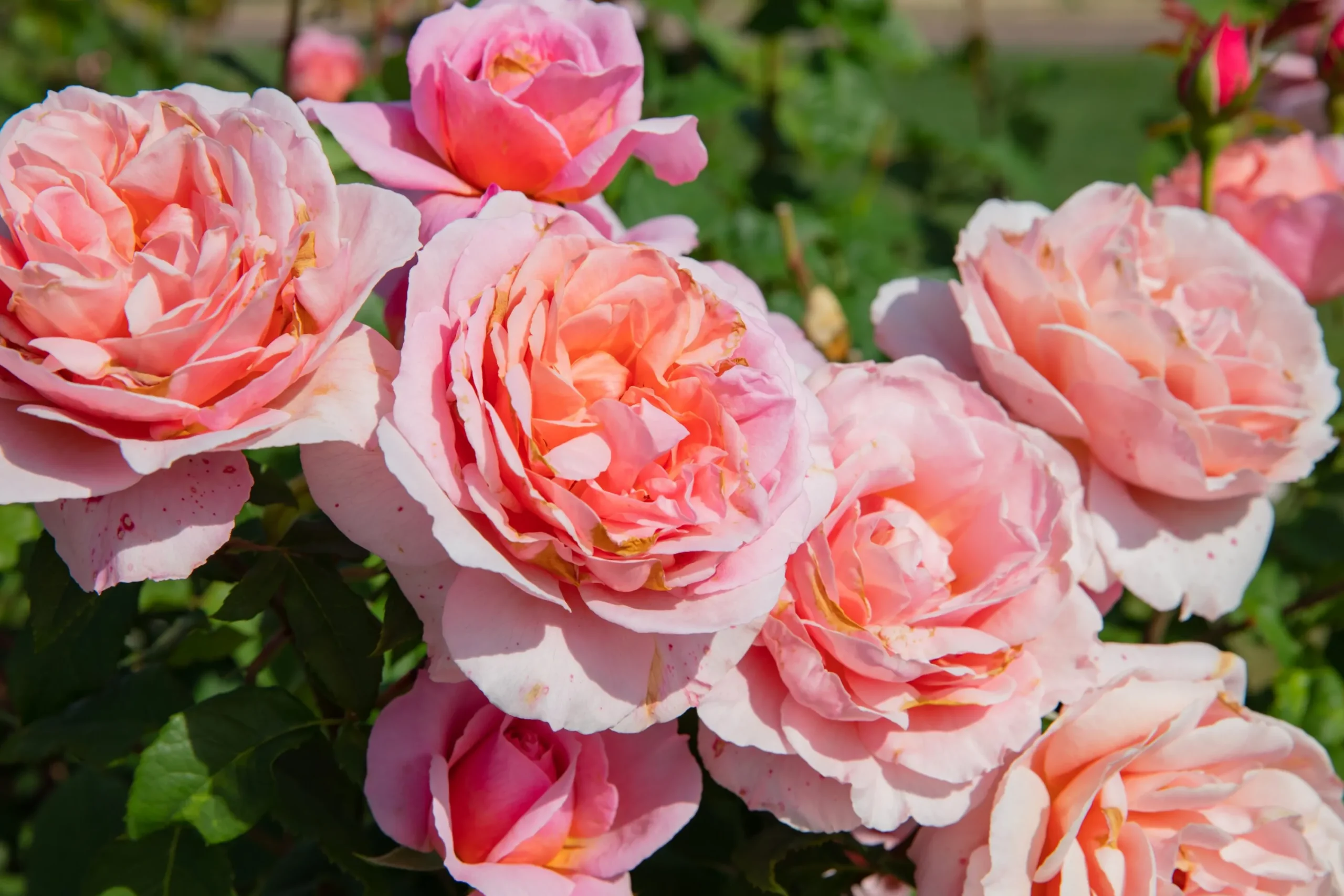 Modern buskros 'Queen of Sweden' 'Austiger' Barrotad>Omnia garden Hot