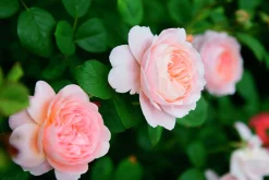 Modern buskros 'Queen of Sweden' 'Austiger' Barrotad><noscript><img width=