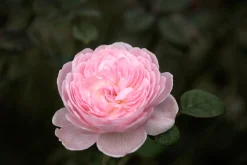 Modern buskros 'Queen of Sweden' 'Austiger' Barrotad><noscript><img width=