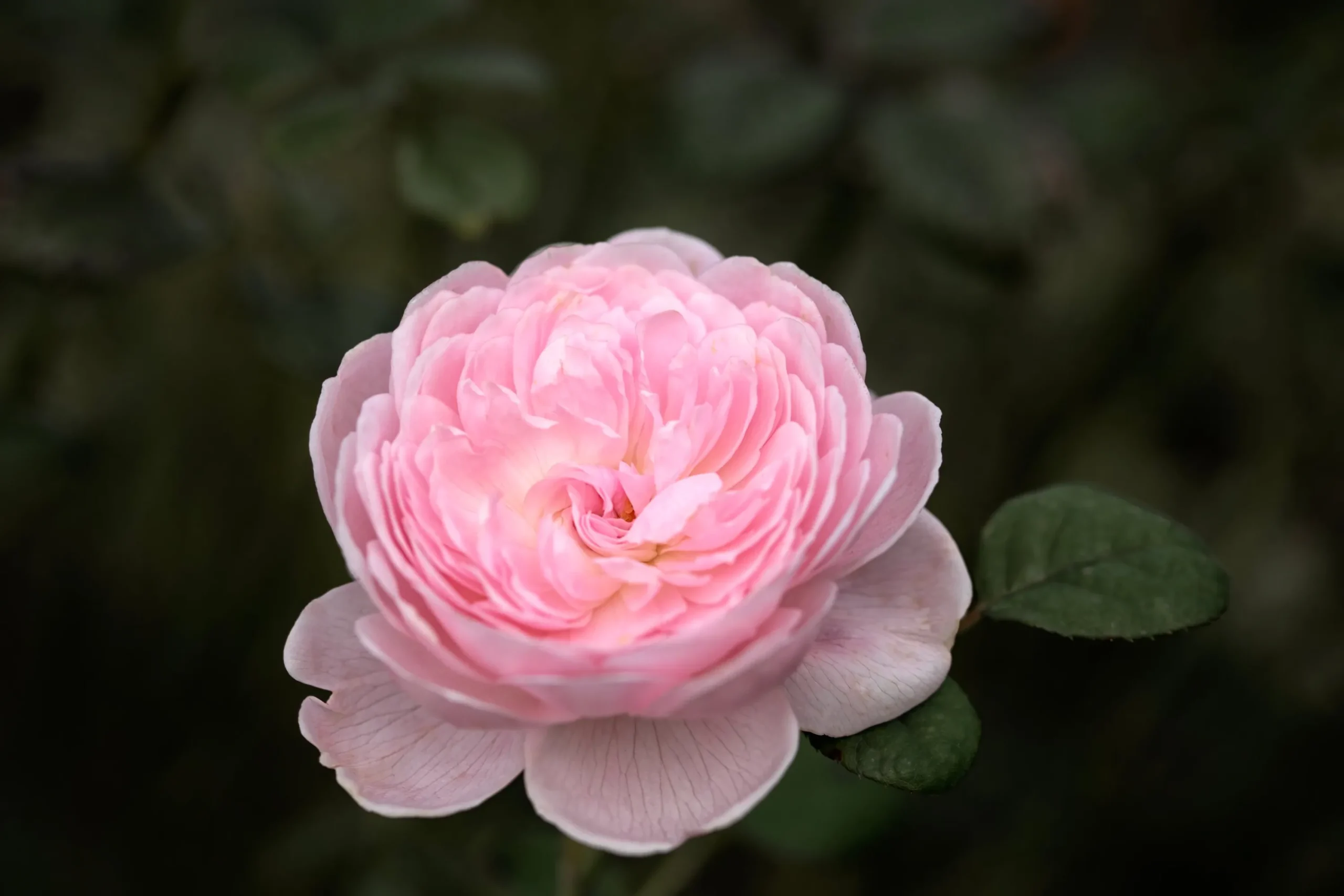 Modern buskros 'Queen of Sweden' 'Austiger' Barrotad>Omnia garden Hot