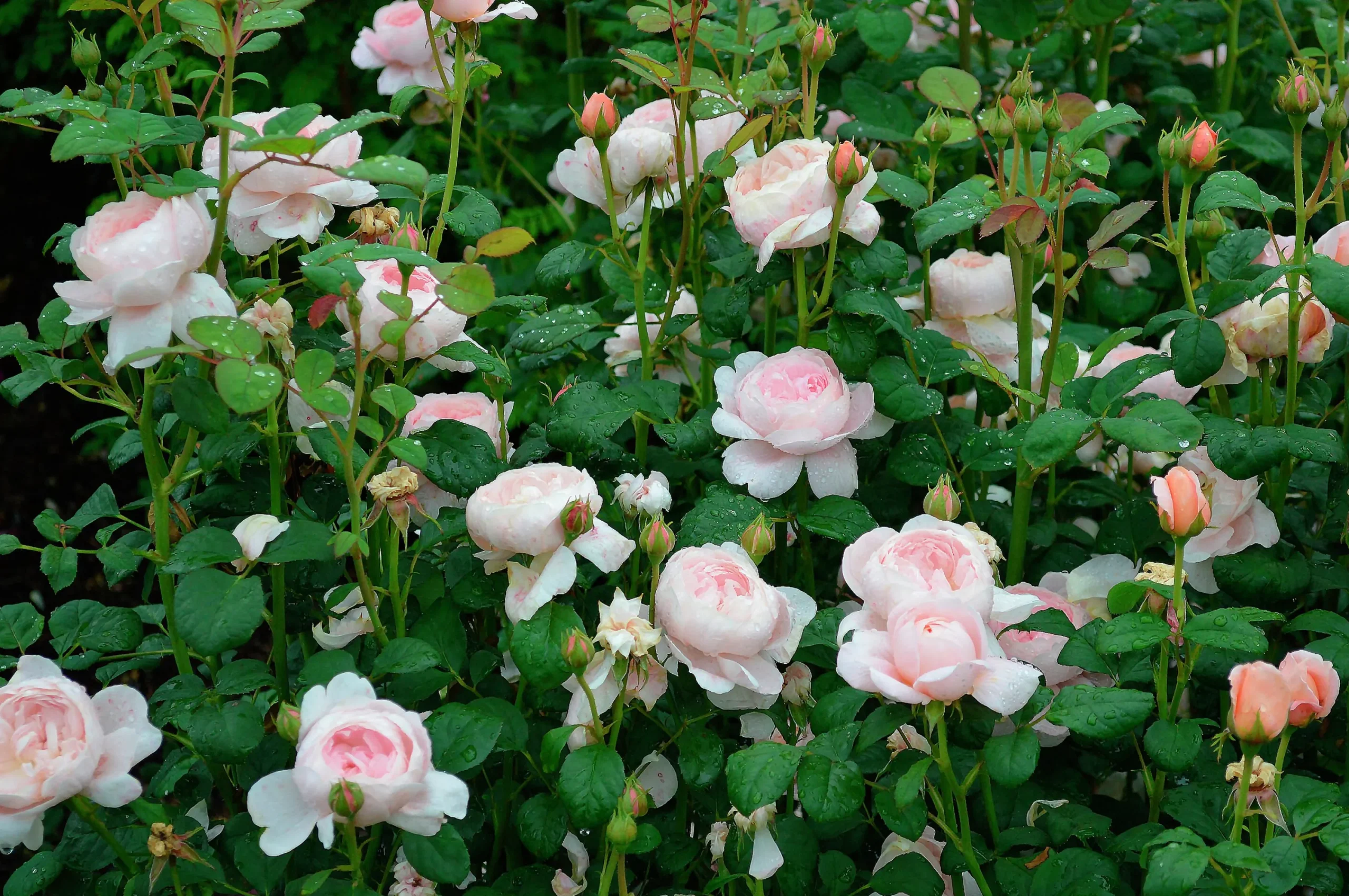 Modern buskros 'Queen of Sweden' 'Austiger' Barrotad>Omnia garden Hot