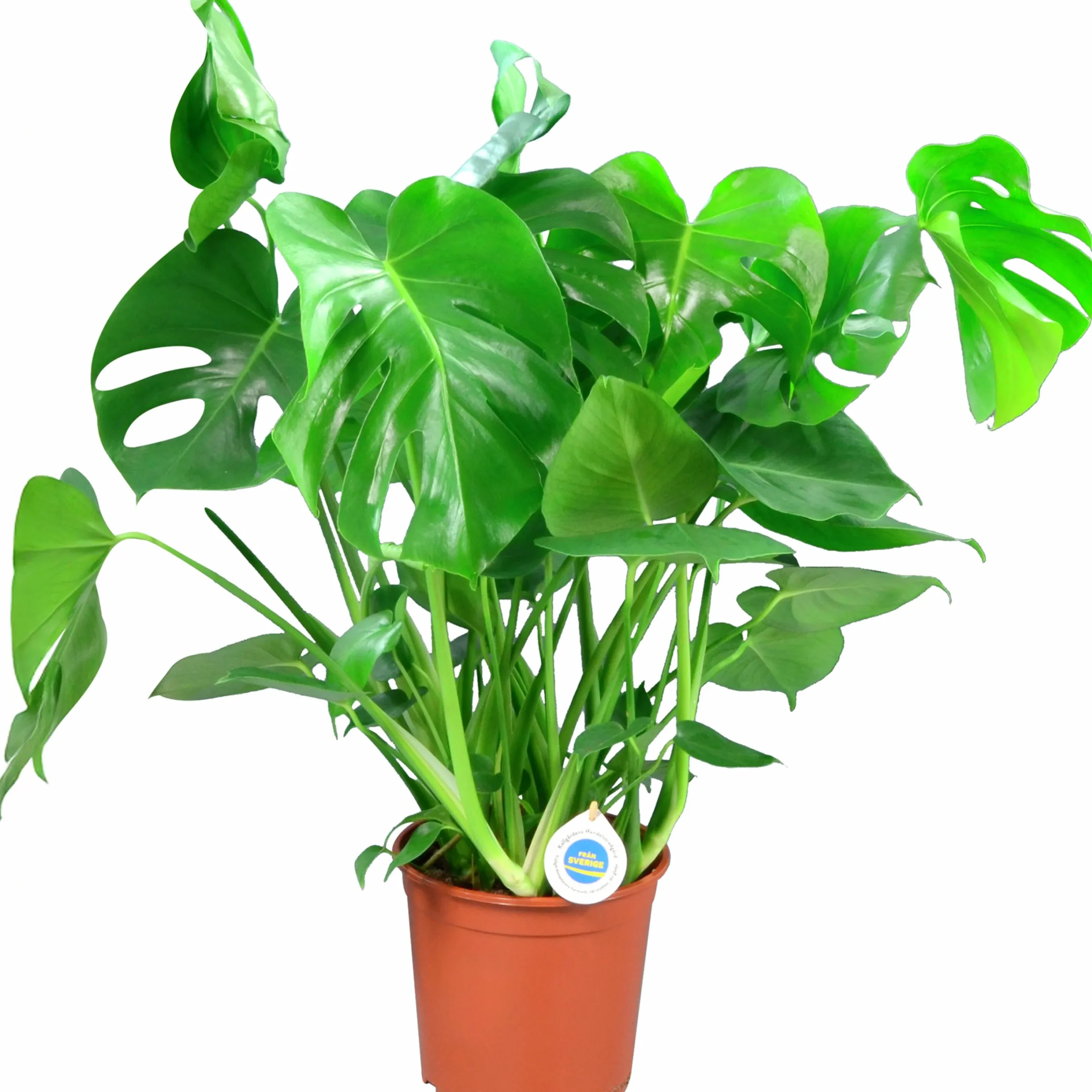 Monstera lat. Monstera deliciosa i 21cm kruka>Mäster Grön Sale