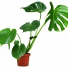 Monstera Mix>Danblumen