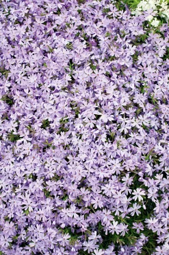 Mossflox 'Emerald Cushion Blue'>Omnia garden Sale