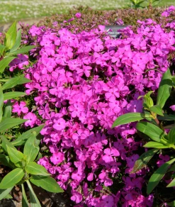 Mossflox 'McDaniels Cushion'>Omnia garden
