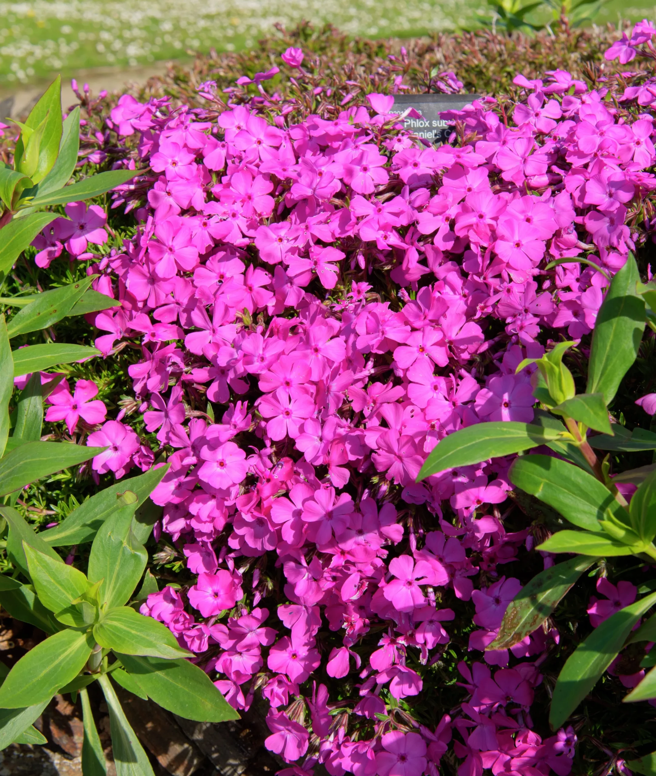Mossflox 'McDaniels Cushion'>Omnia garden