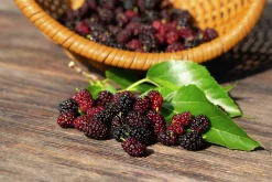 Mörkrött Mullbär 'Mojo Berry'>Omnia garden Clearance