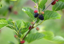 Mörkrött Mullbär 'Mojo Berry'><noscript><img width=