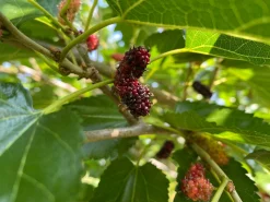 Mörkrött Mullbär 'Mojo Berry'><noscript><img width=