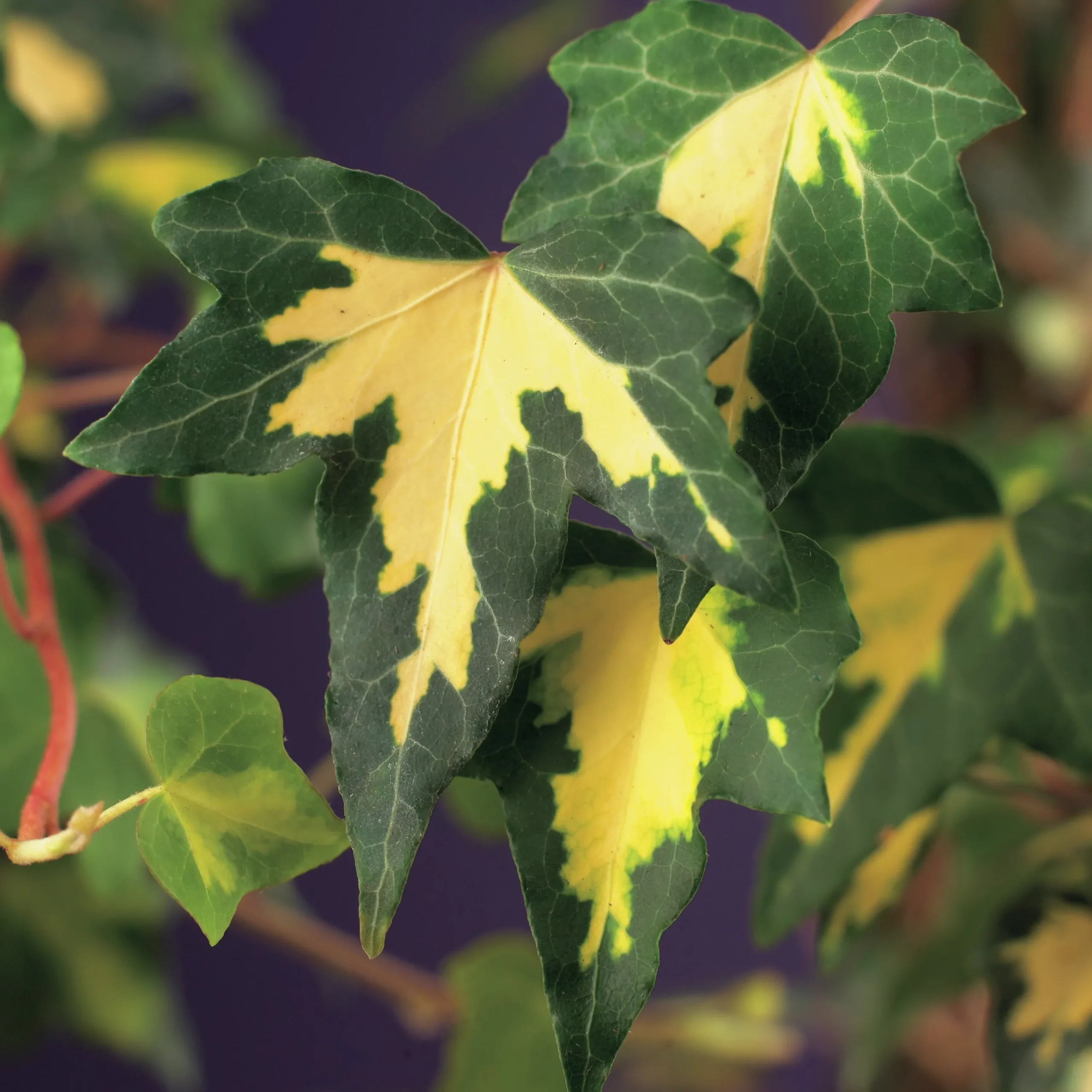 Murgröna 'Goldheart'>Omnia garden Sale
