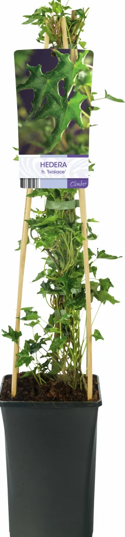 Murgröna 'Ivalace'>Omnia garden Hot