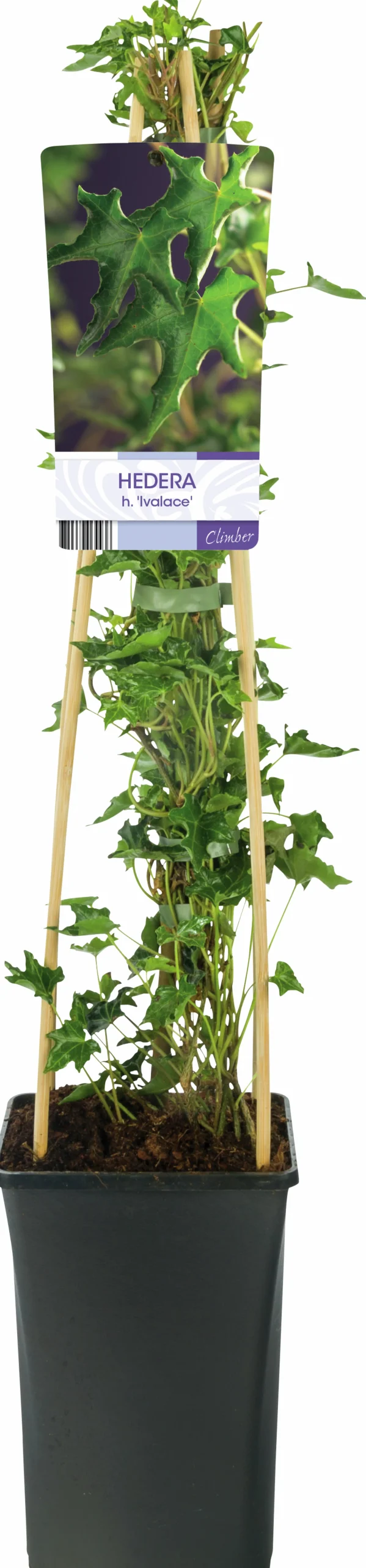 Murgröna 'Ivalace'>Omnia garden Hot