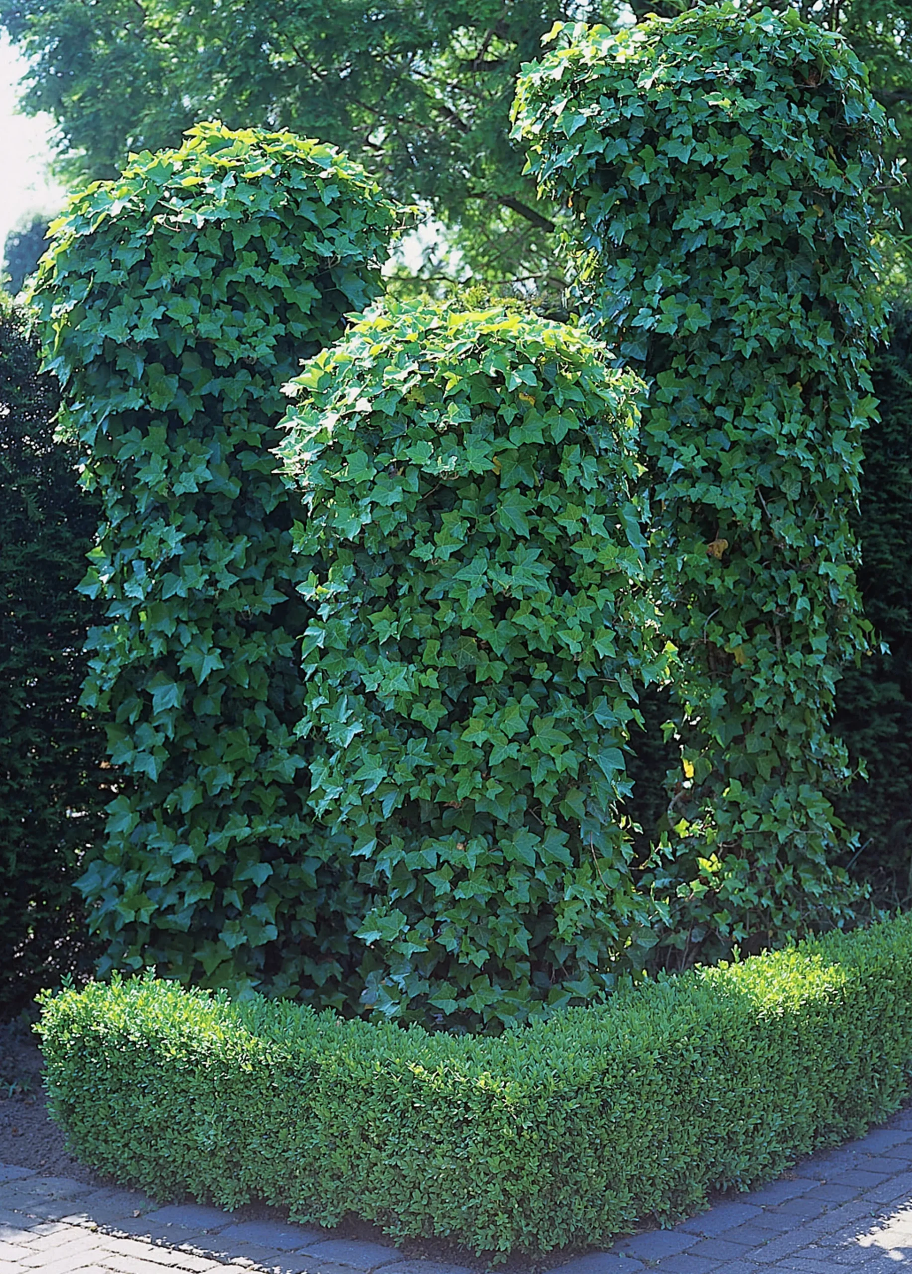 Murgröna klassisk>Omnia garden Outlet