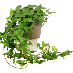 Murgröna lat. Hedera helix Långa Rankor>Mäster Grön Clearance