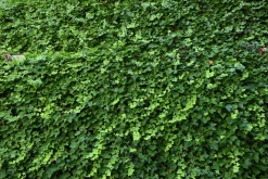 Murgröna Storbladig D:9-11cm Krukodlad><noscript><img width=