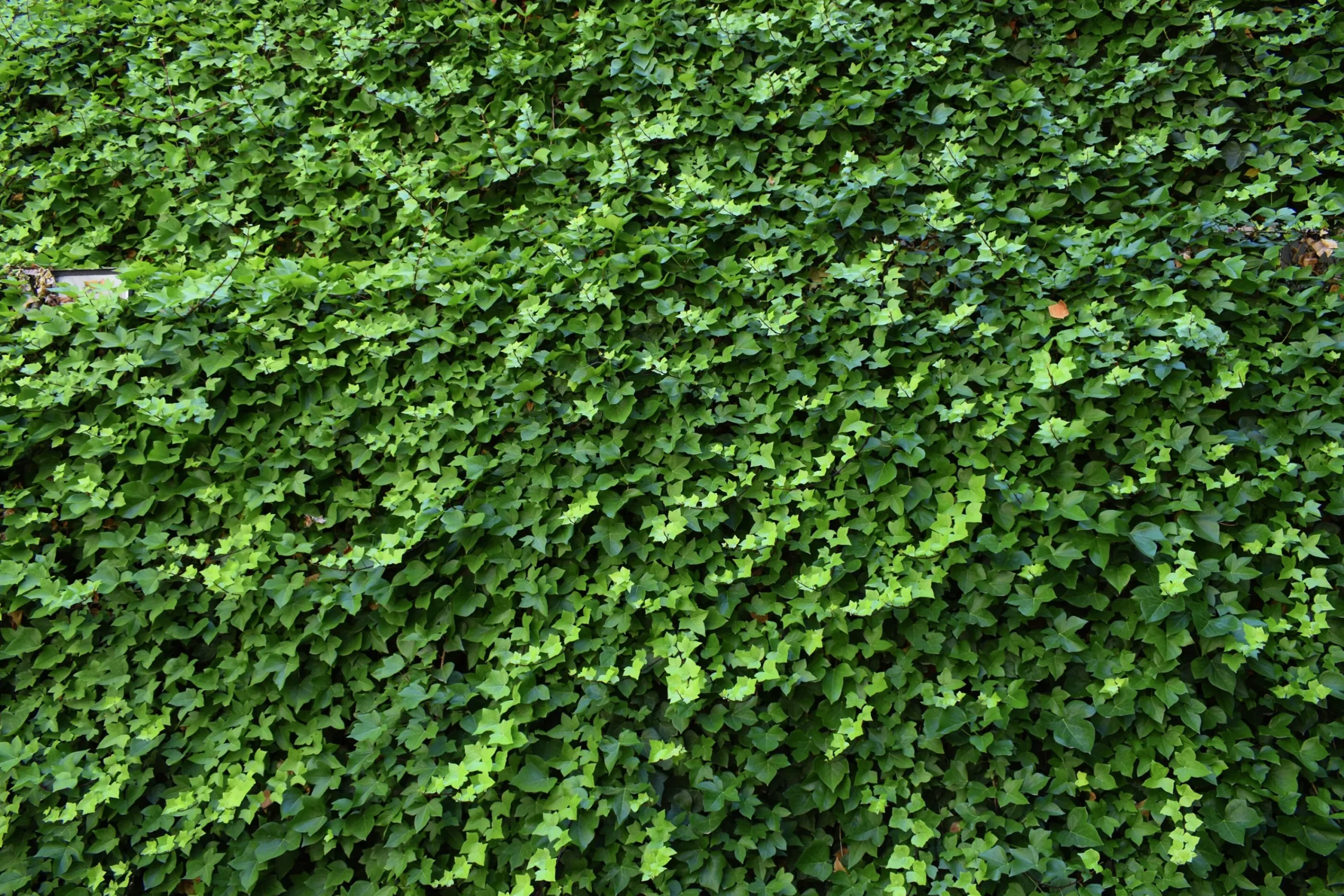 Murgröna Storbladig D:9-11cm Krukodlad>Omnia garden Online
