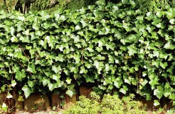 Murgröna Storbladig D:9-11cm Krukodlad><noscript><img width=