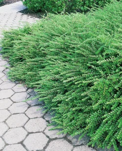 Myrtentry 'Maigrün' Krukodlad>Omnia garden Clearance