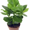 Narrfikus Clusia 'Princess' 12cm kruka>Danblumen Best