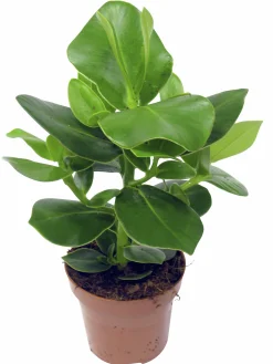 Narrfikus Clusia 'Princess' 12cm kruka>Danblumen Best