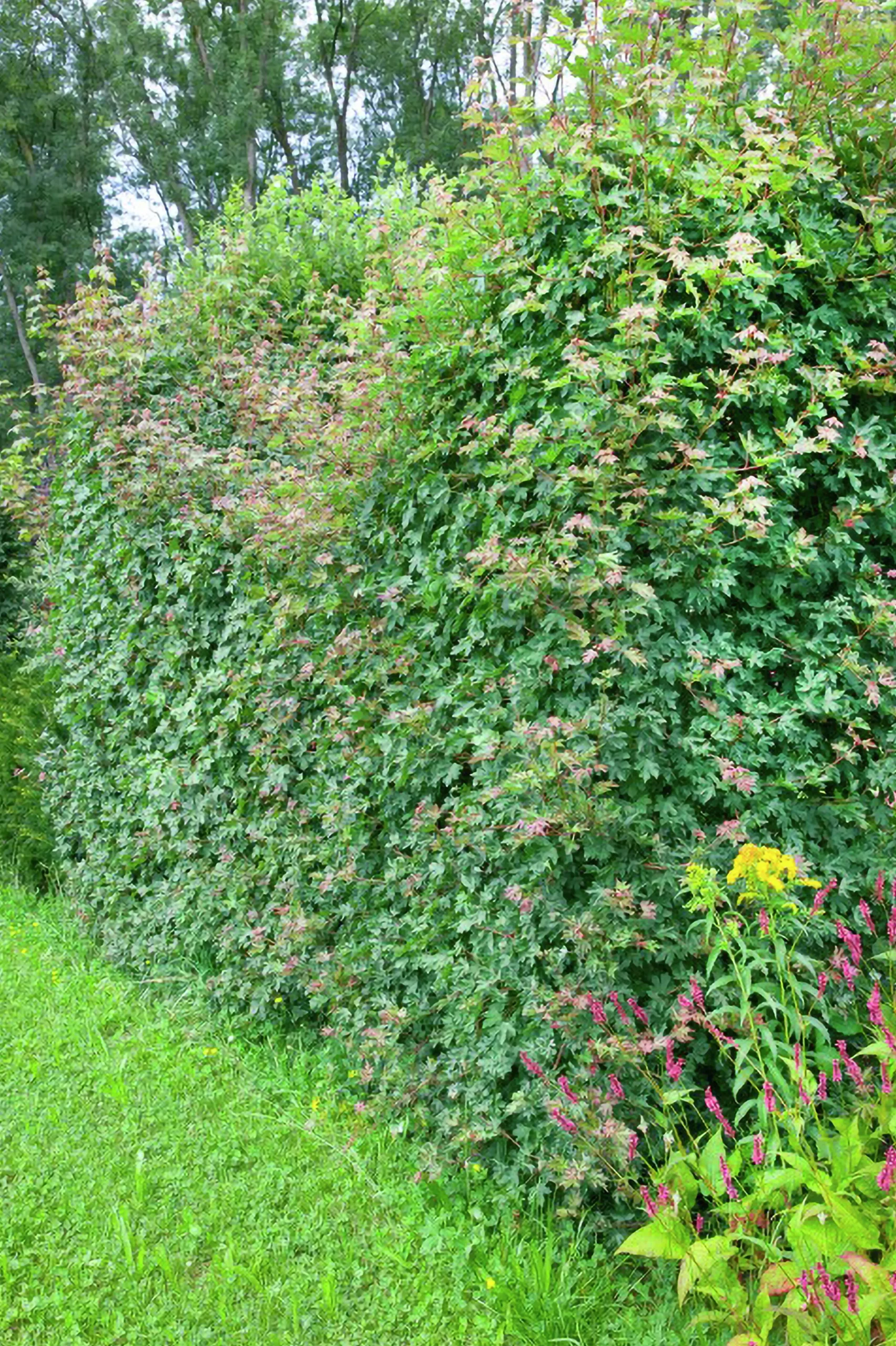 Naverlönn Barrotad>Omnia garden