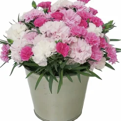 Nejlika lat. Dianthus caryophyllus 'I Love You'>Mäster Grön Discount
