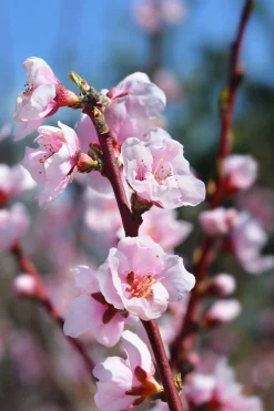 Nektarin 'Madame Blanchet' Krukodlad>Omnia garden Sale
