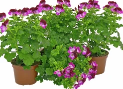Änglapelargon / Pensepelargon lat. Pelargonium 'Tip Top'>Mäster Grön Hot